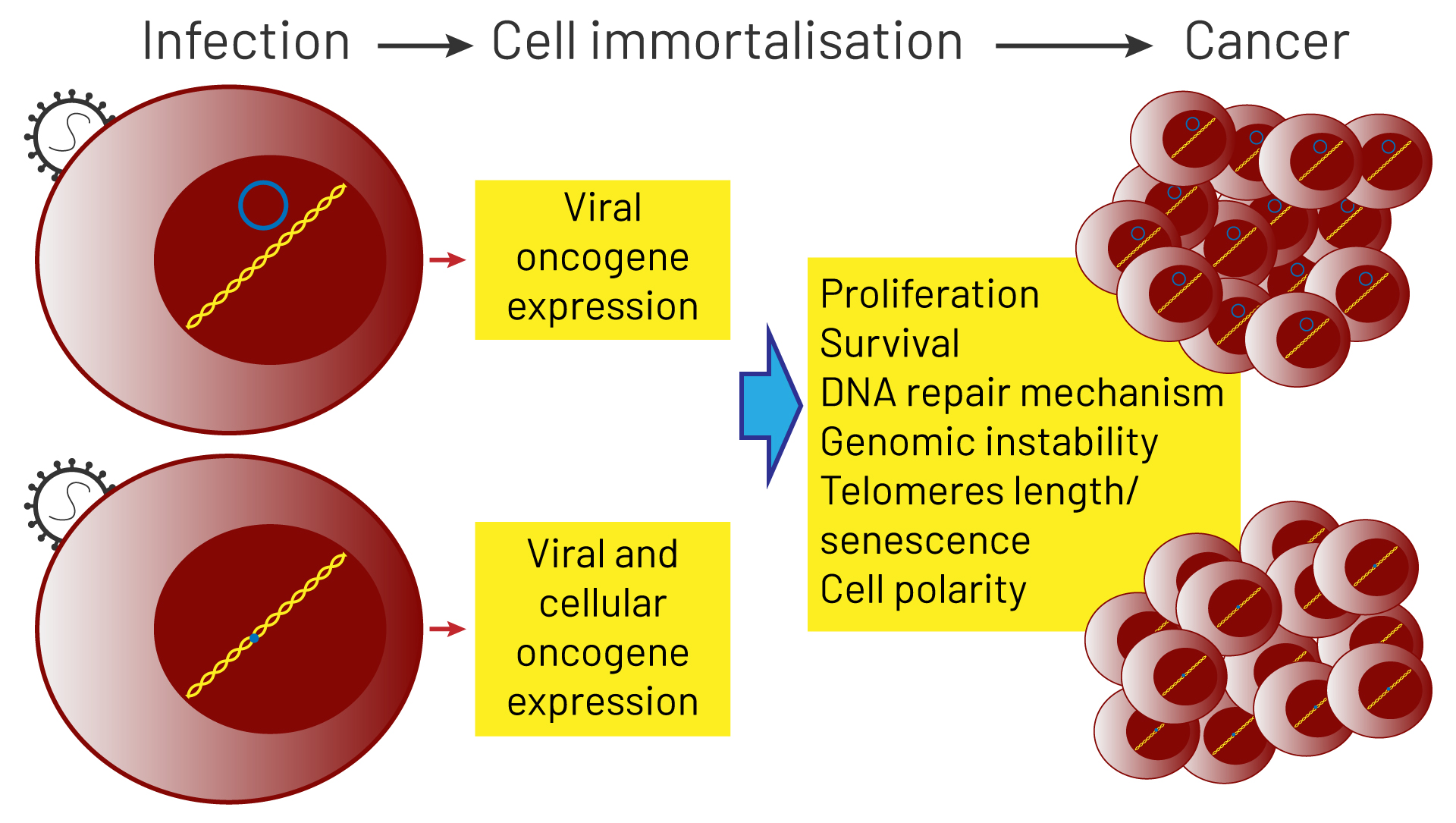 Thank you virologists! - Nobel Prize spotlights virus ...