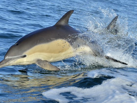 Dolphins swimming: study found no evidence of cancer in dolphin