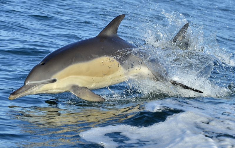 Dolphins swimming: study found no evidence of cancer in dolphin